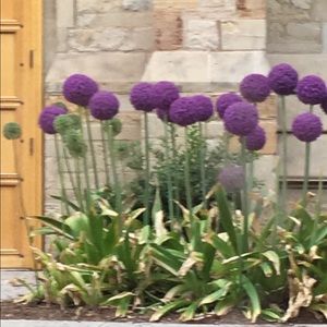 Meet your Posher, Aracelly